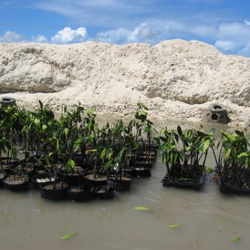 stevesmangroves5_009