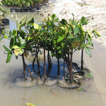 stevesmangroves5_014