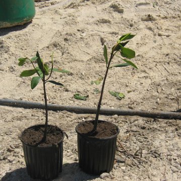 stevesmangroves5_015