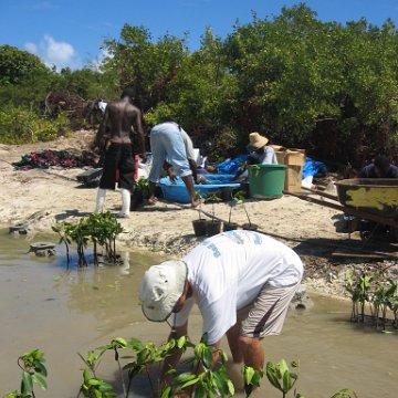 stevesmangroves5_017