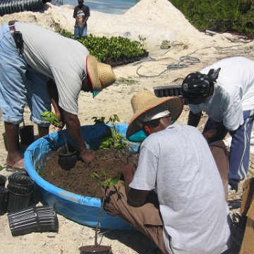 stevesmangroves5_019