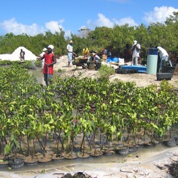 stevesmangroves5_022