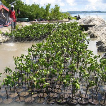 stevesmangroves5_024