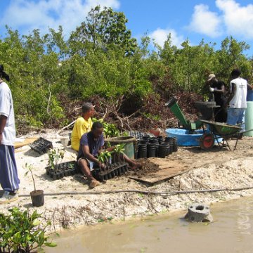 stevesmangroves5_025