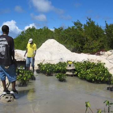 stevesmangroves5_026