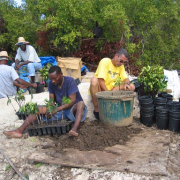 stevesmangroves5_027