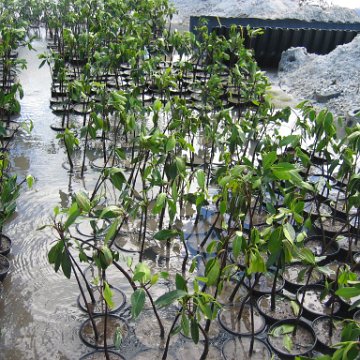 stevesmangroves5_029