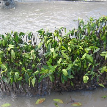 stevesmangroves5_030