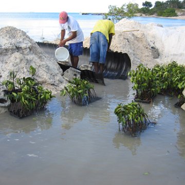 stevesmangroves5_031