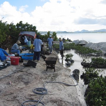 stevesmangroves5_032