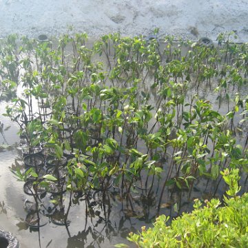 stevesmangroves5_042