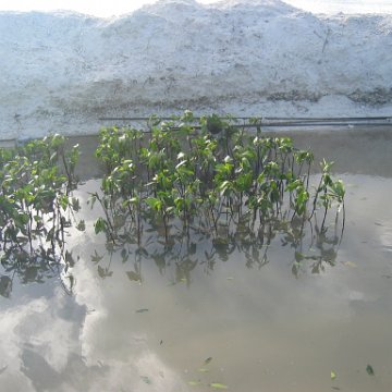 stevesmangroves5_043