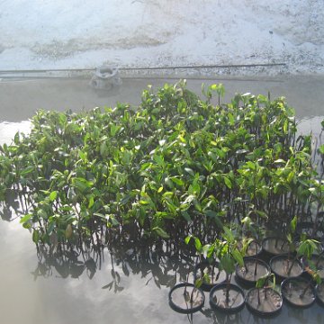 stevesmangroves5_044