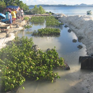 stevesmangroves5_047