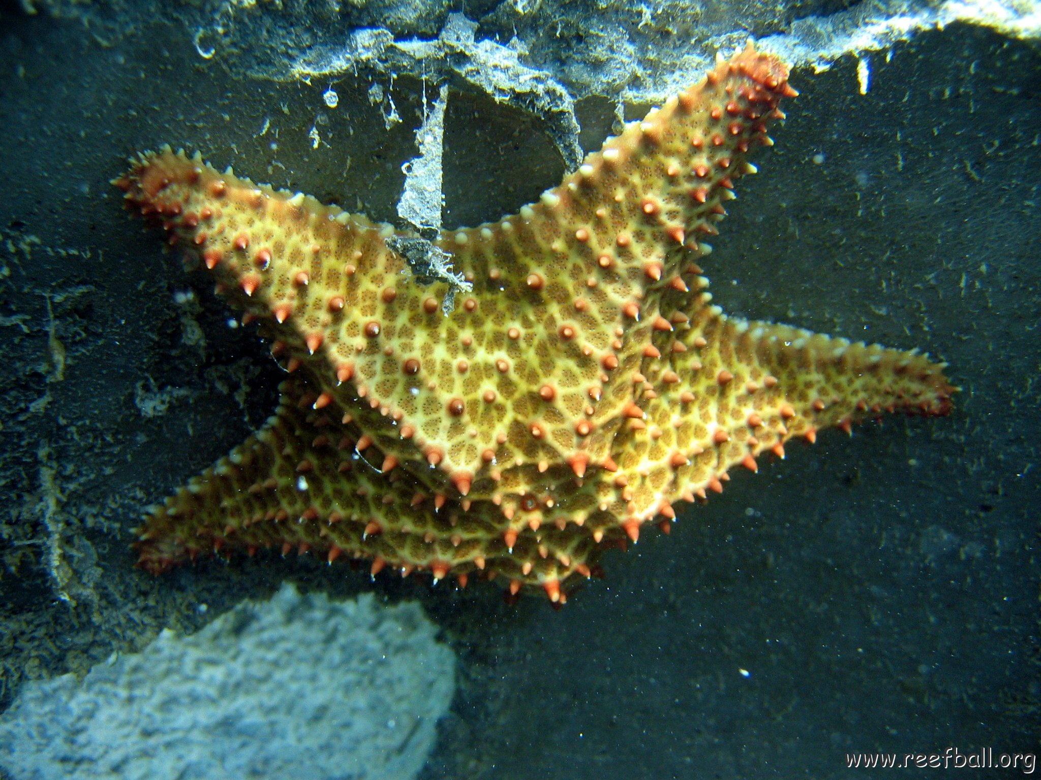 snorkeltrail_005