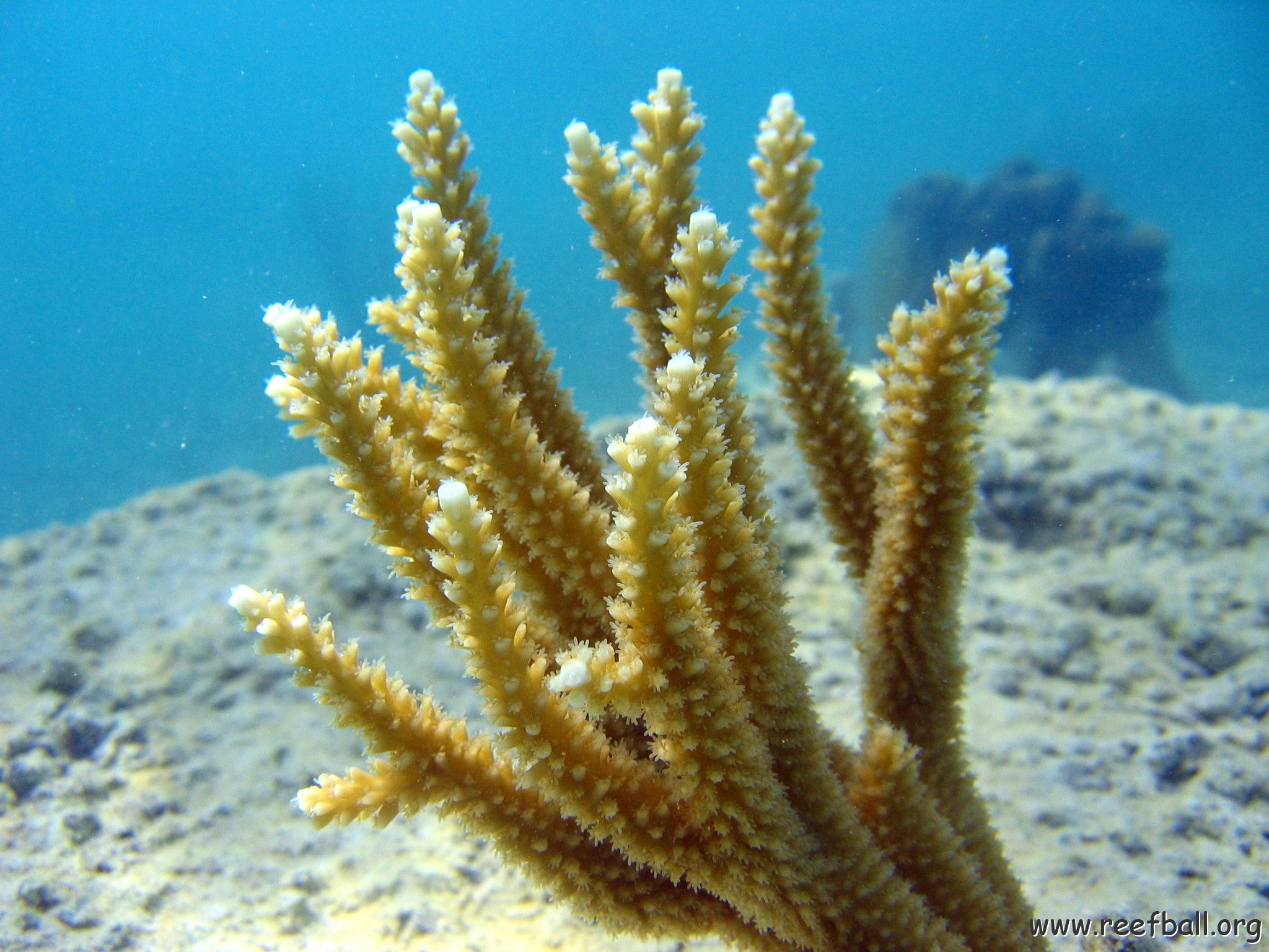 snorkeltrail_010