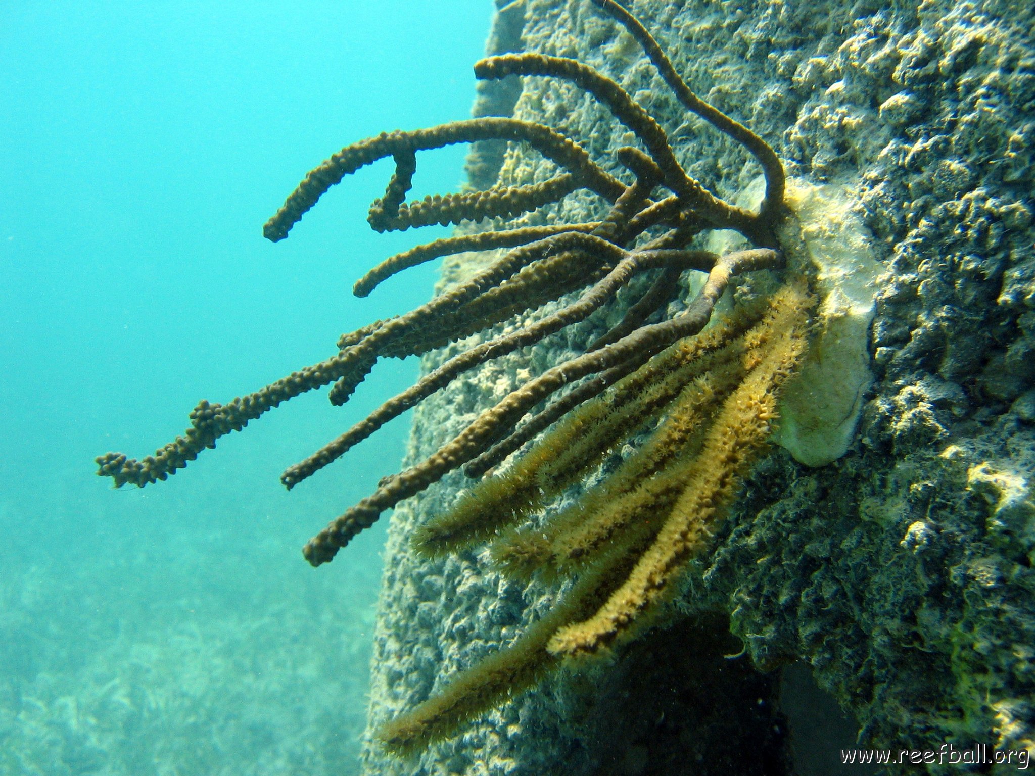 snorkeltrail_030