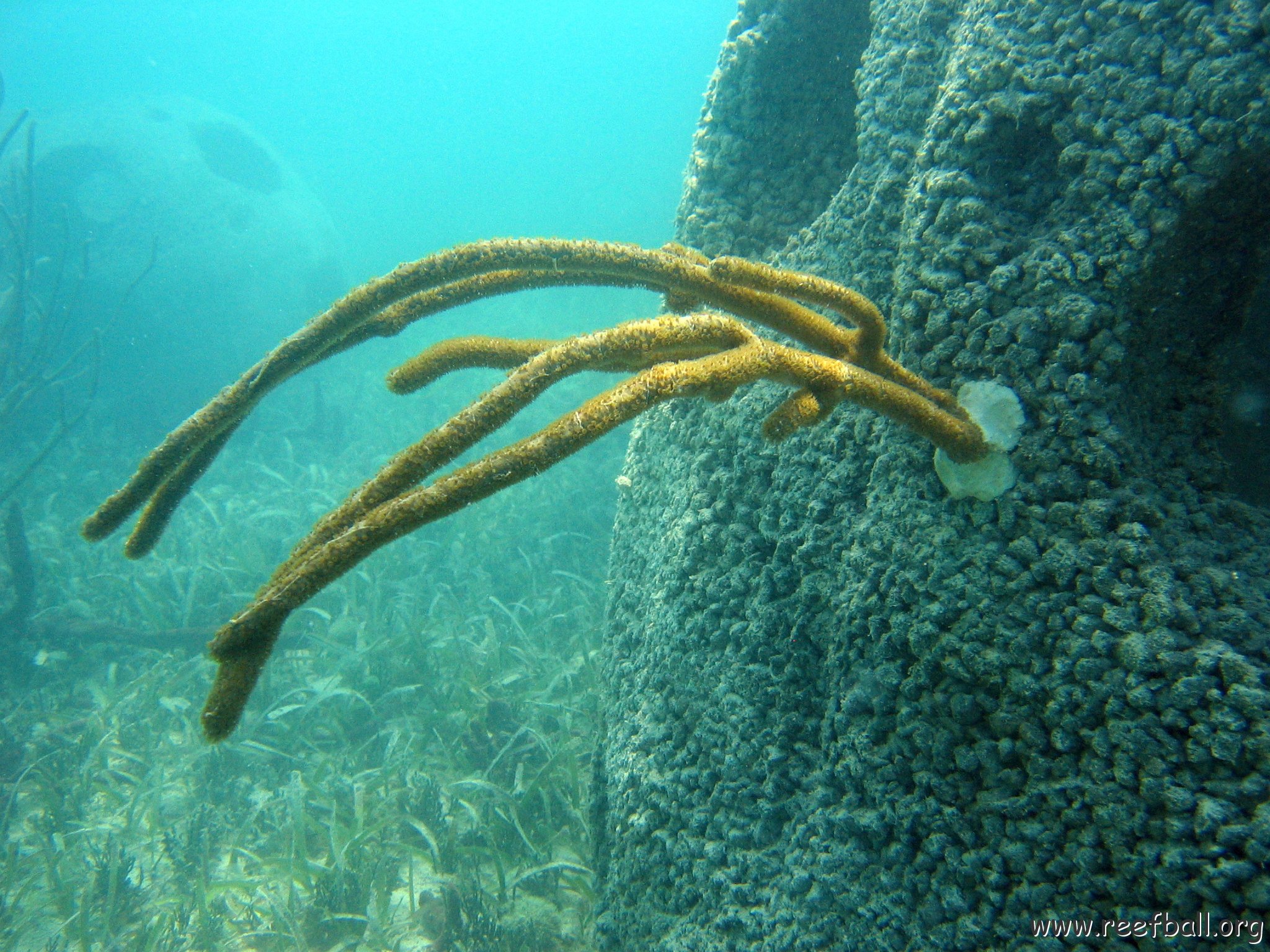 snorkeltrail_032