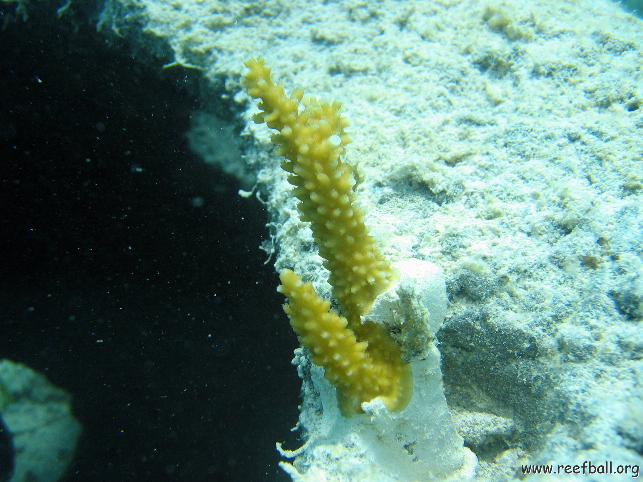 snorkeltrail_036