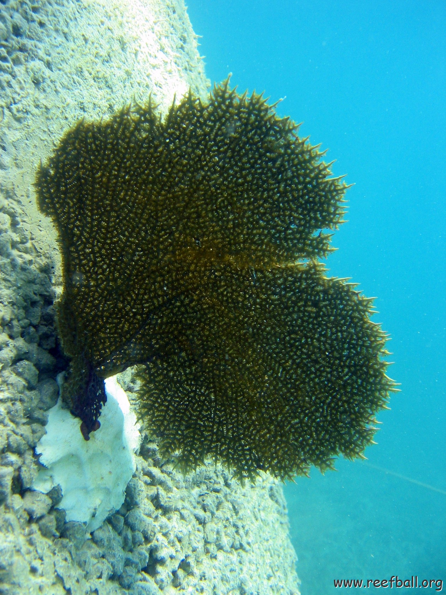 snorkeltrail_041