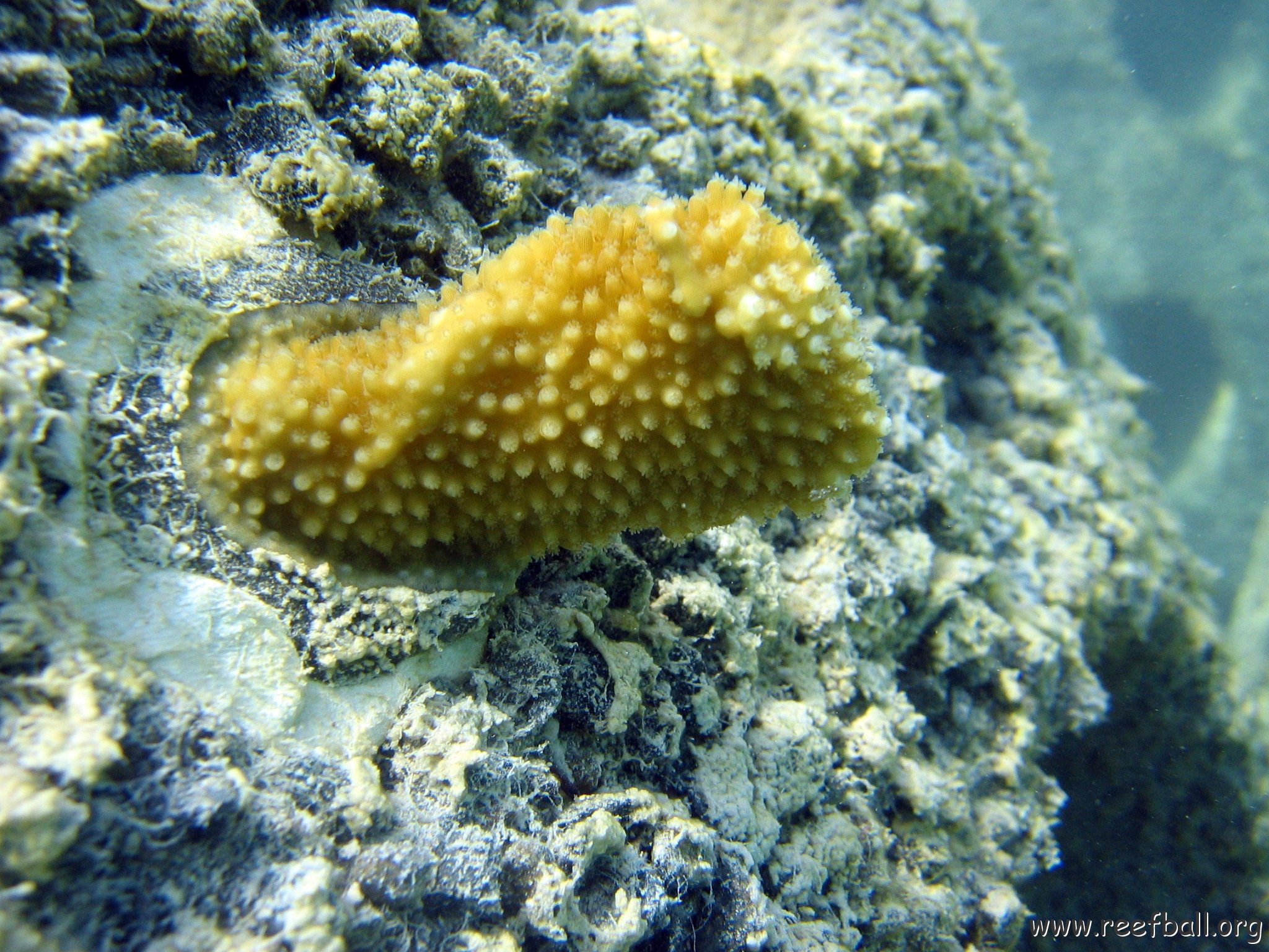 snorkeltrail_051