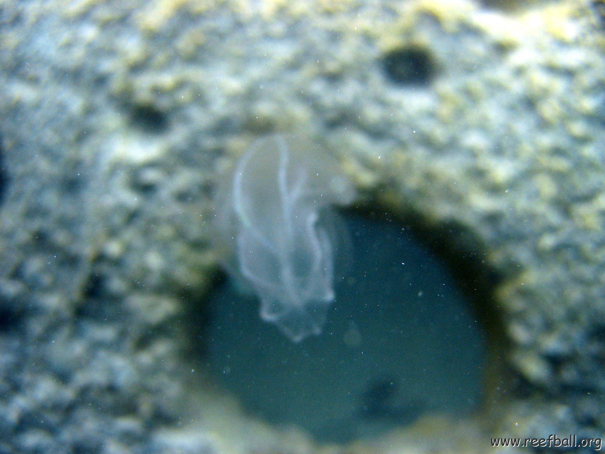 snorkeltrail_060