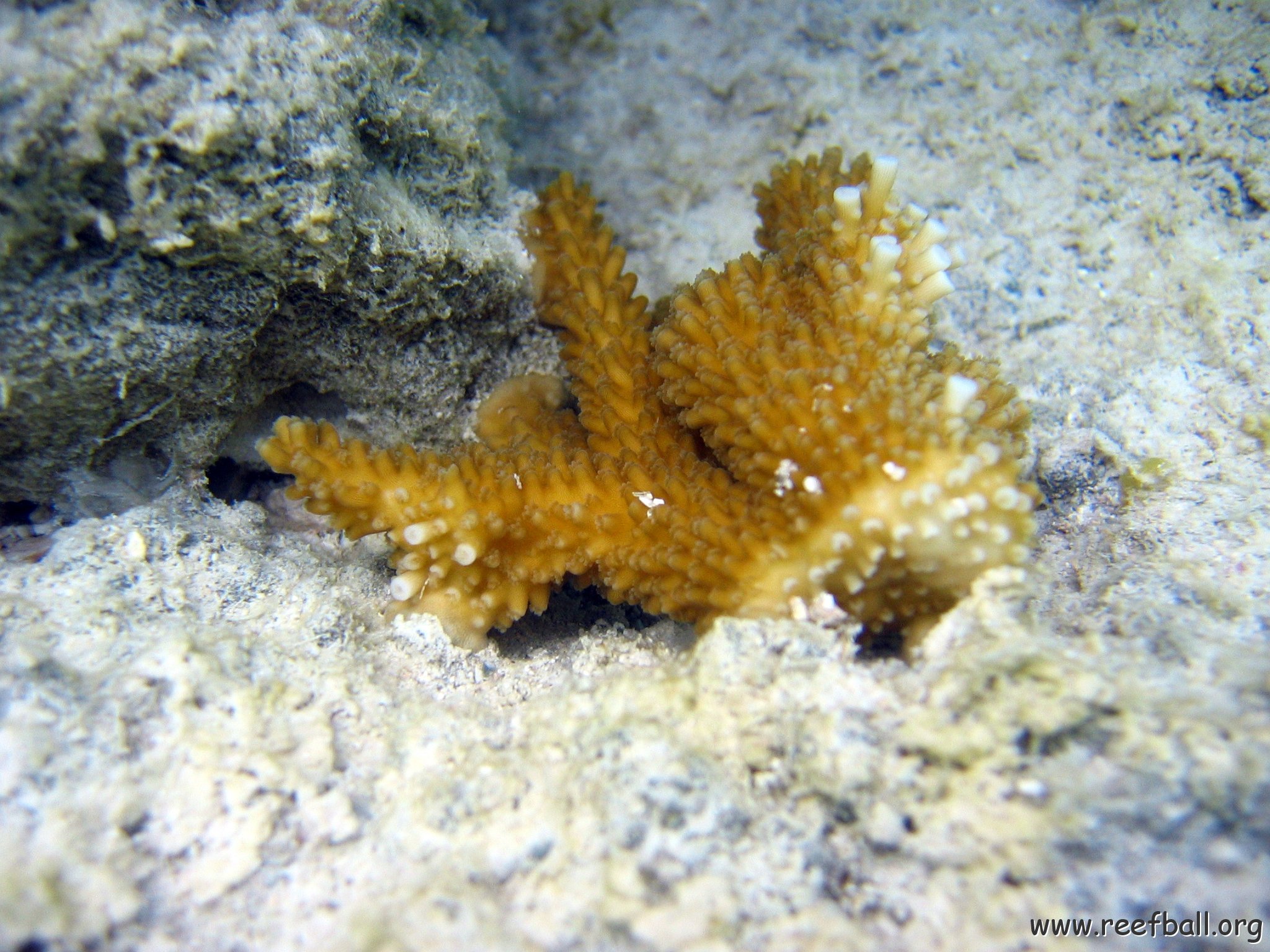 snorkeltrail_061