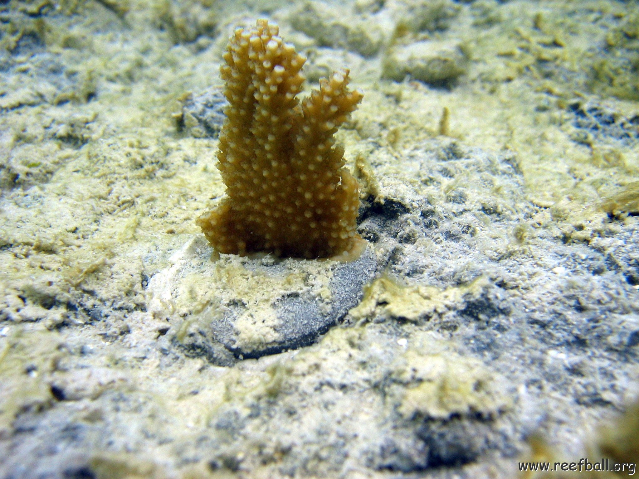 snorkeltrail_064