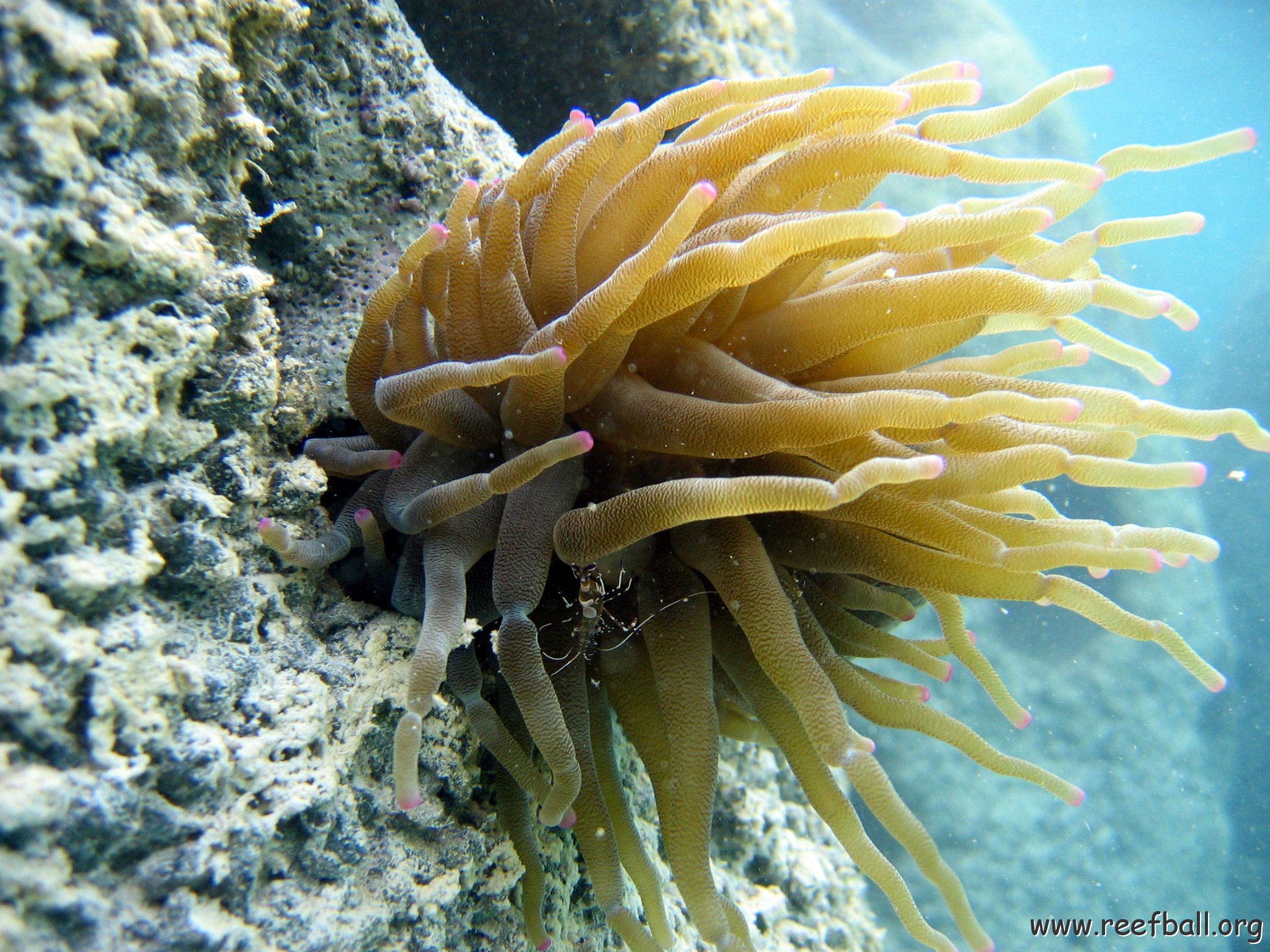 snorkeltrail_070