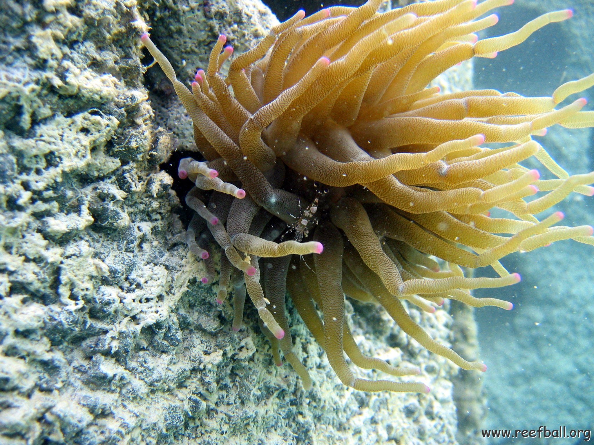 snorkeltrail_072