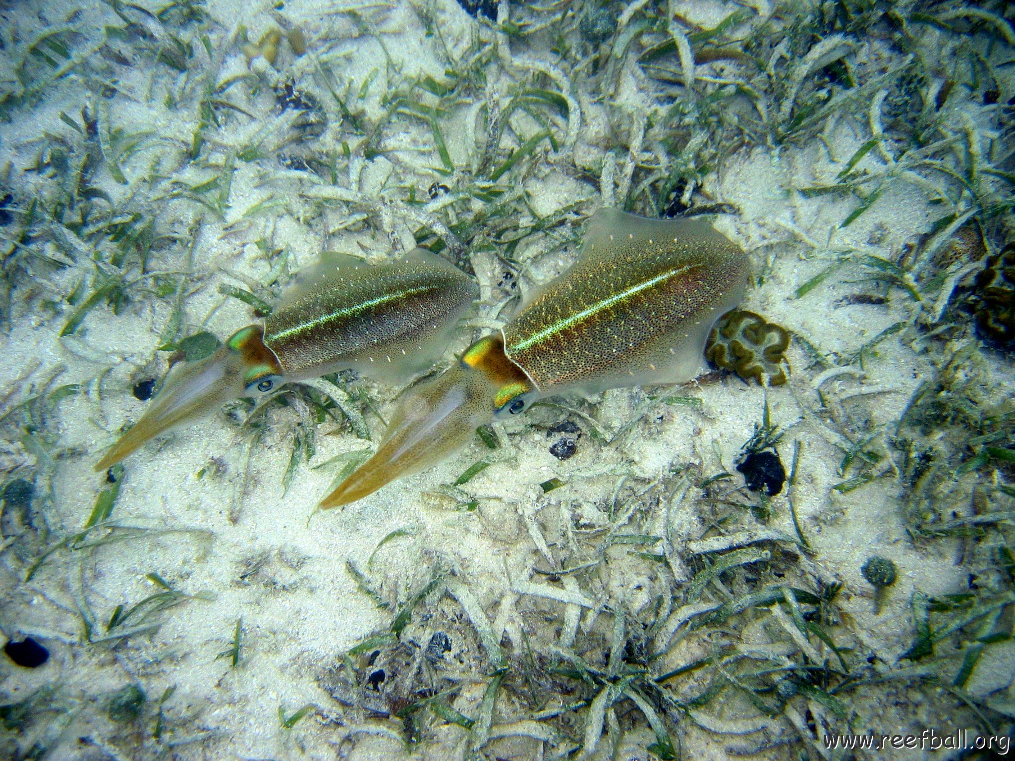 snorkeltrail_081