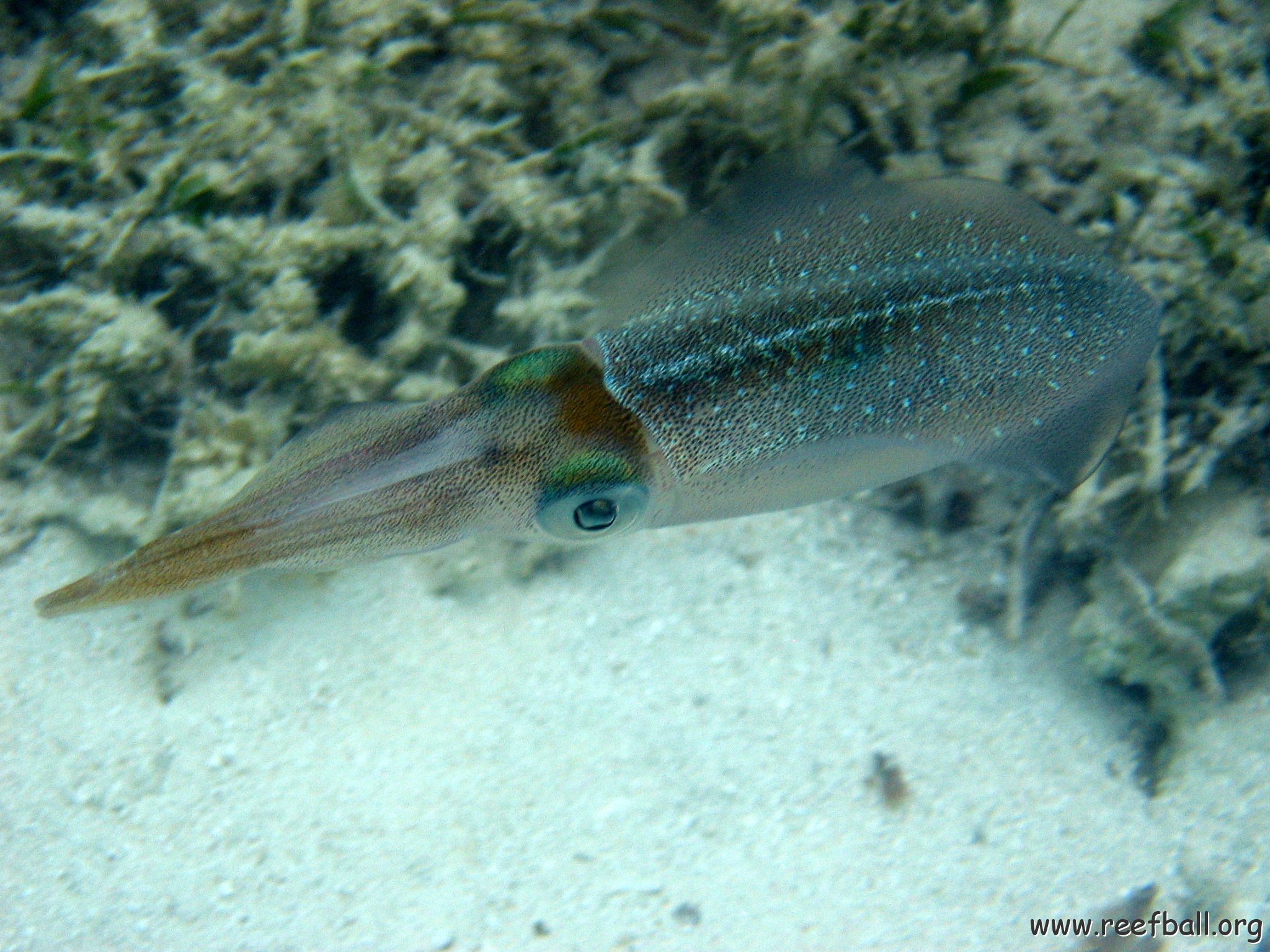 snorkeltrail_082