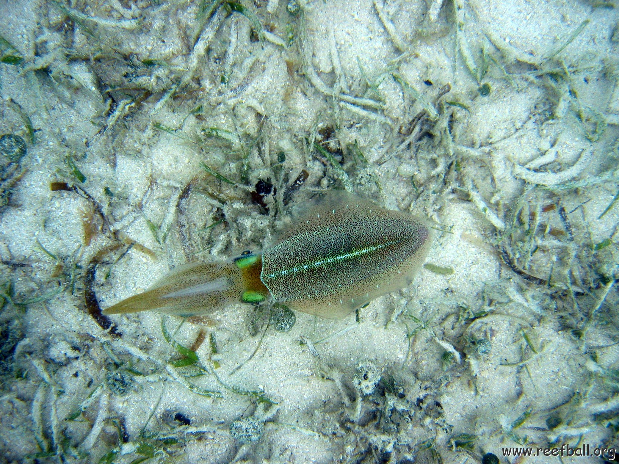 snorkeltrail_086