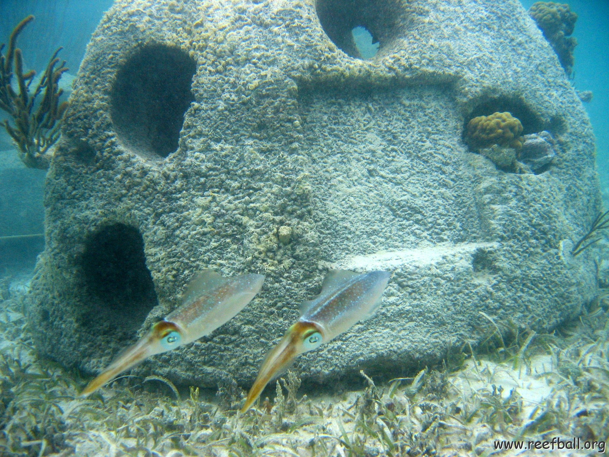 snorkeltrail_091