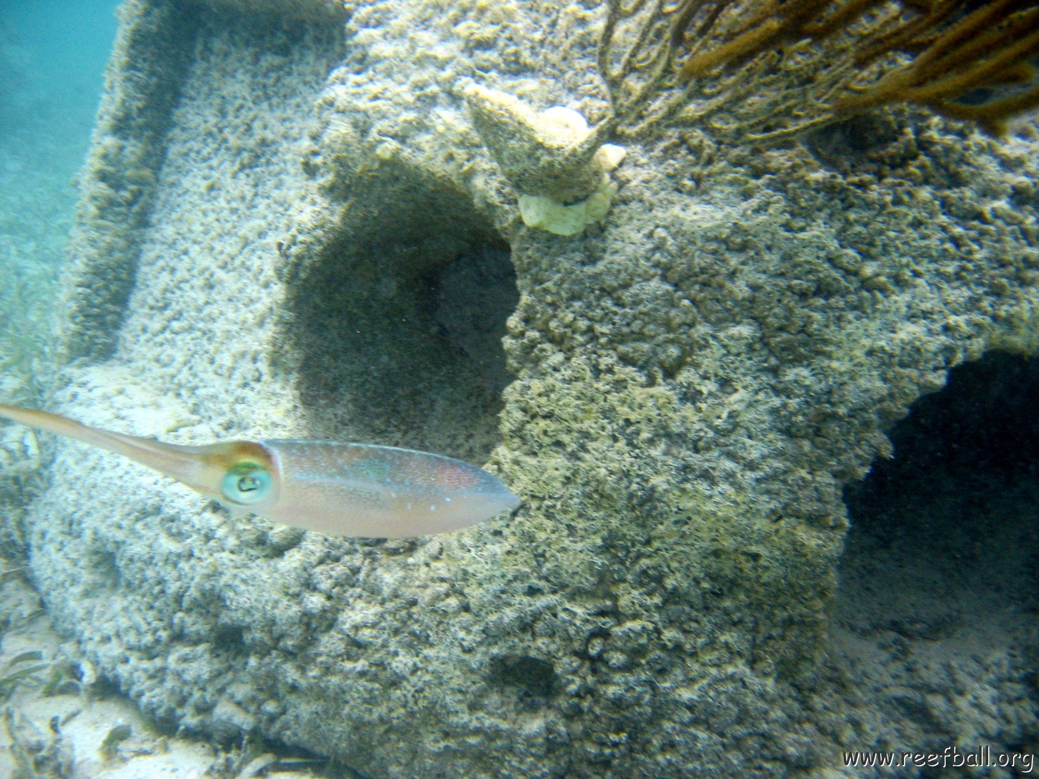 snorkeltrail_096