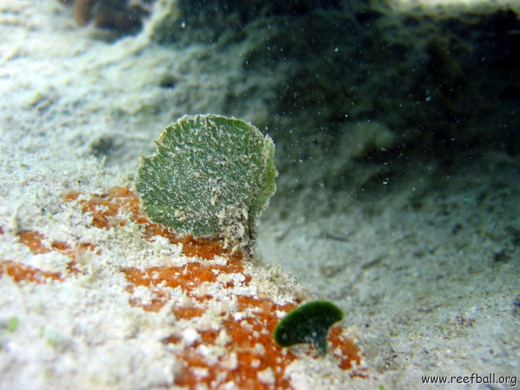 snorkeltrail_101