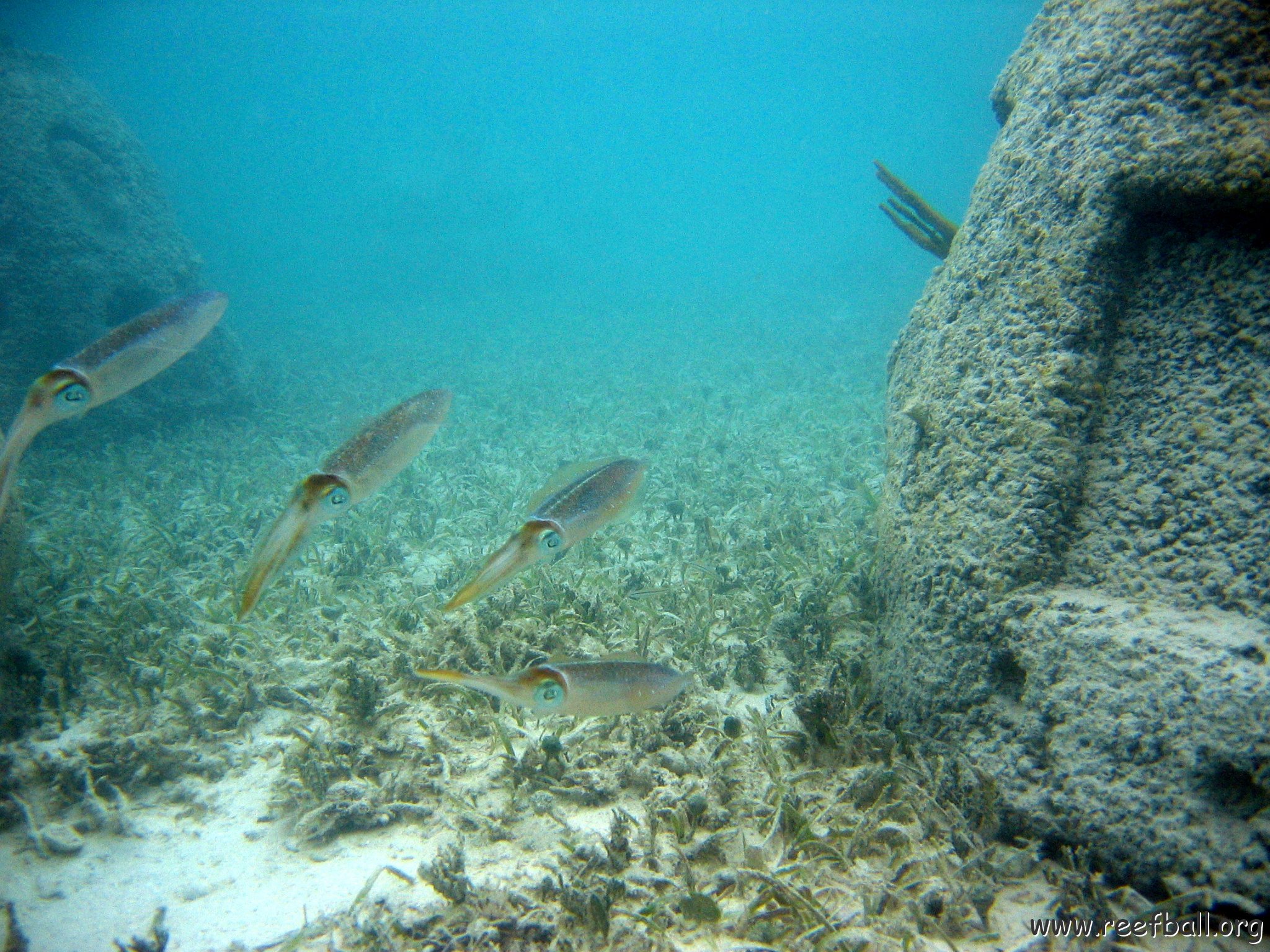 snorkeltrail_107