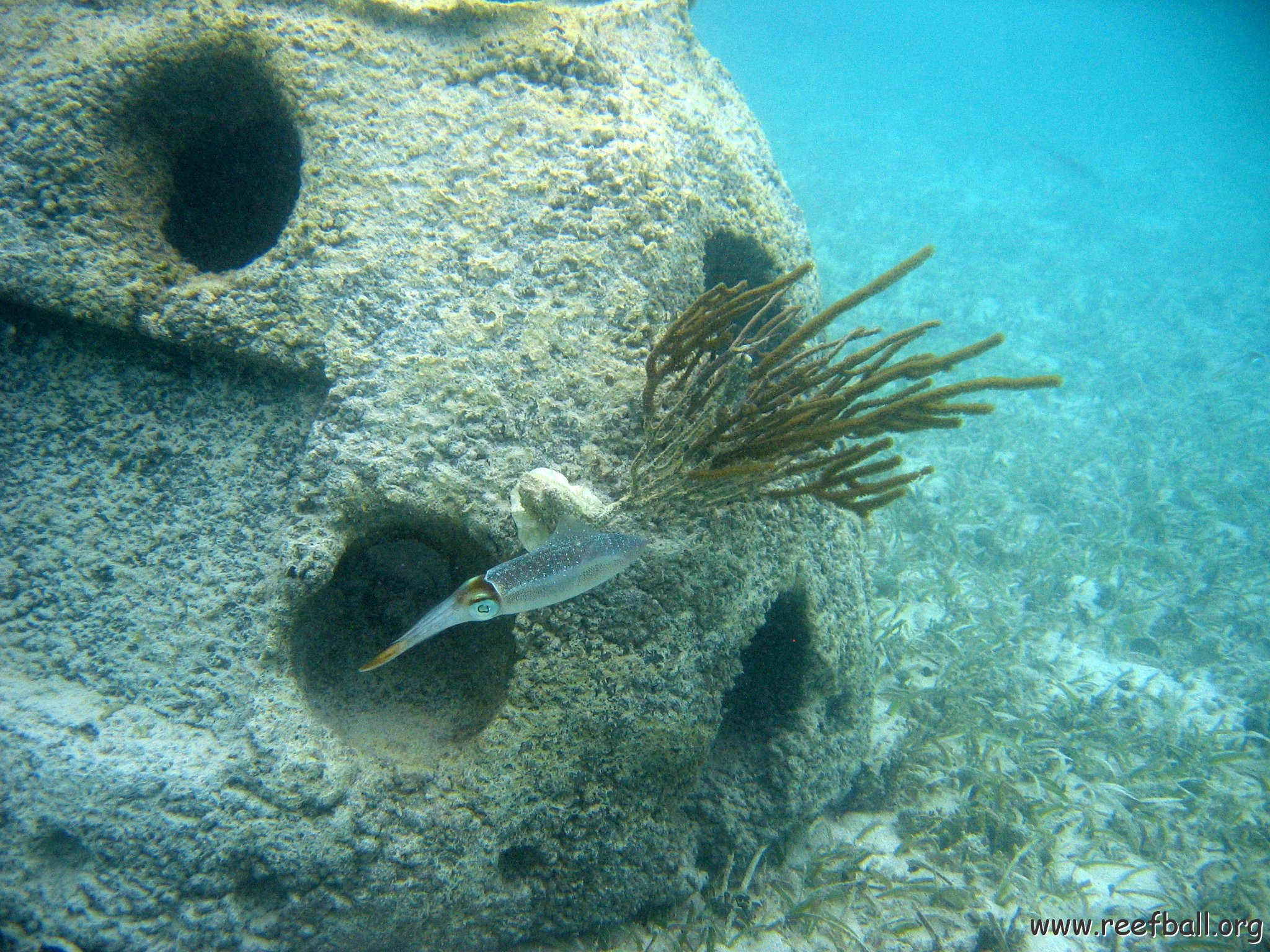 snorkeltrail_114