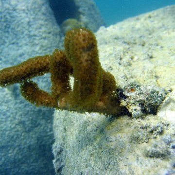 snorkeltrail_002