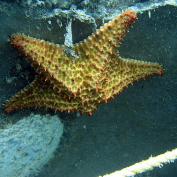 snorkeltrail_004