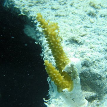 snorkeltrail_036