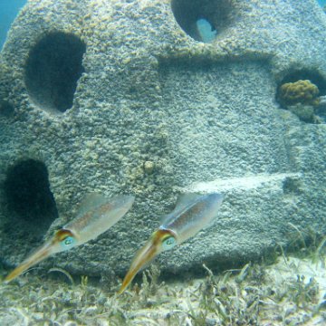 snorkeltrail_091