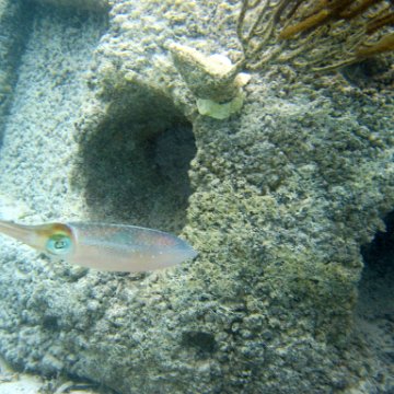 snorkeltrail_096