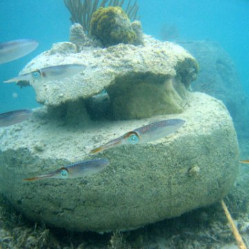 snorkeltrail_110