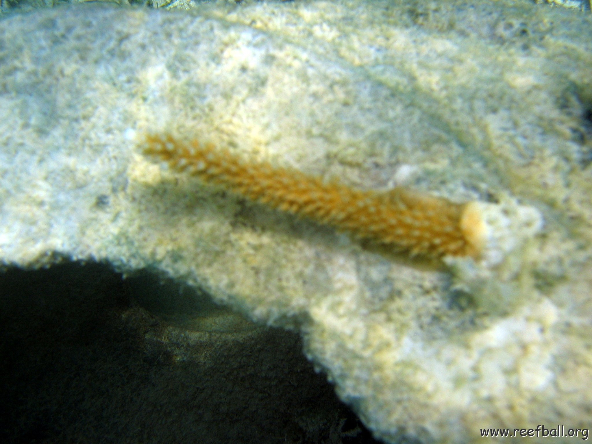 snorkeltrail_008