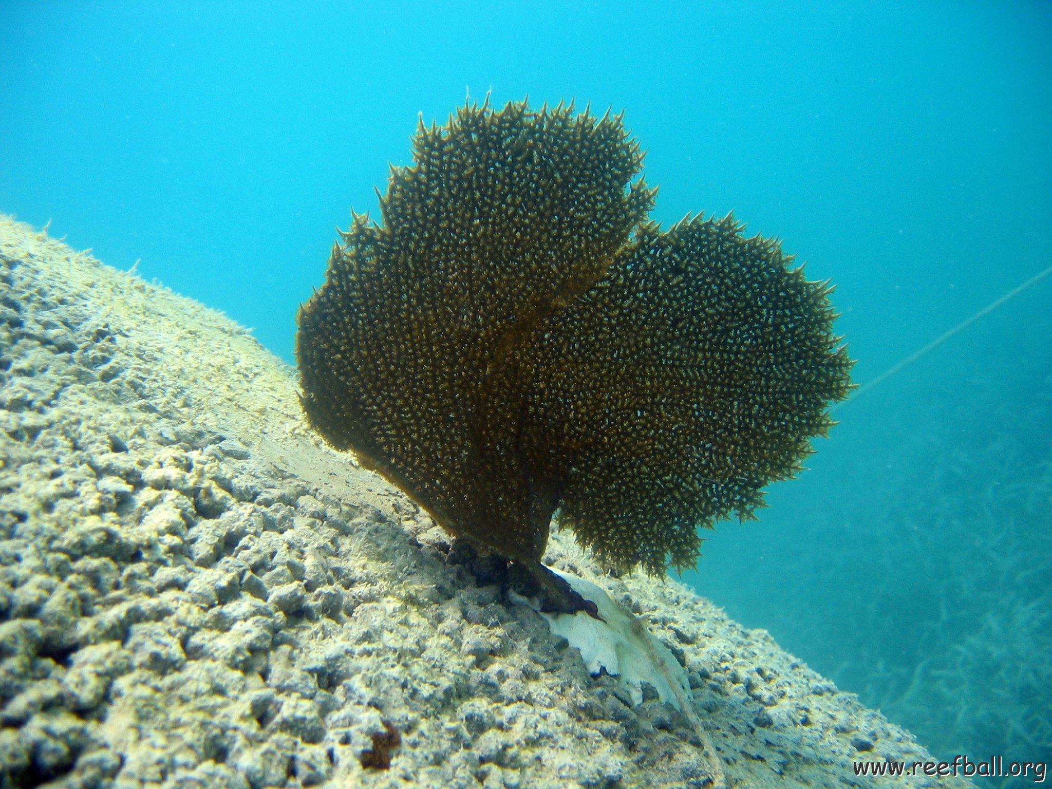 snorkeltrail_019