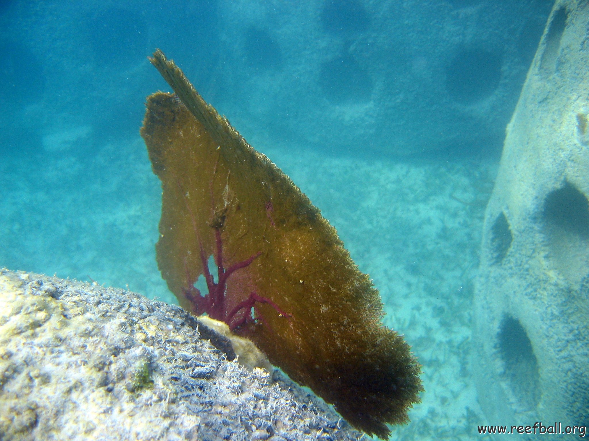 snorkeltrail_022