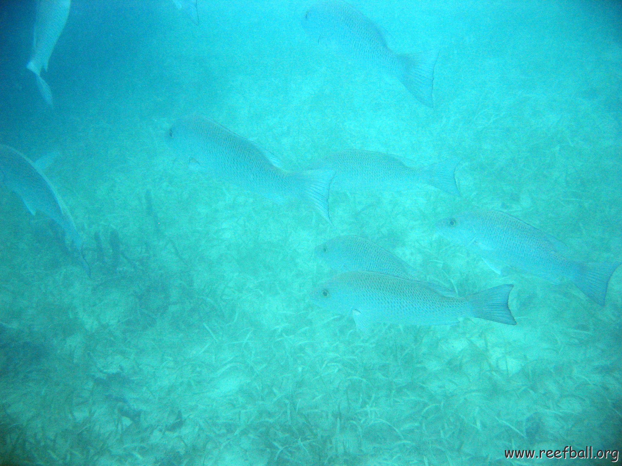 snorkeltrail_028