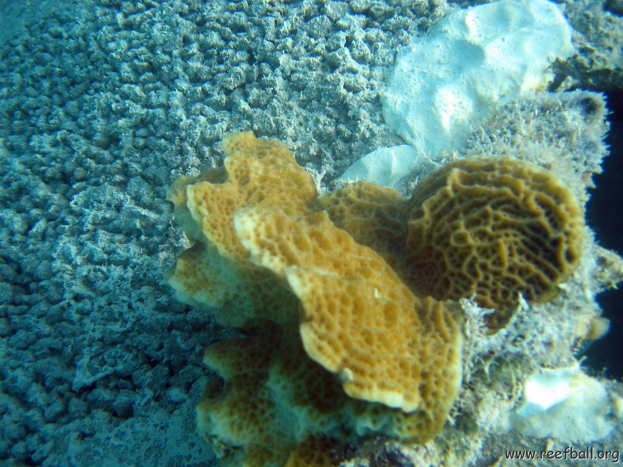 snorkeltrail_032