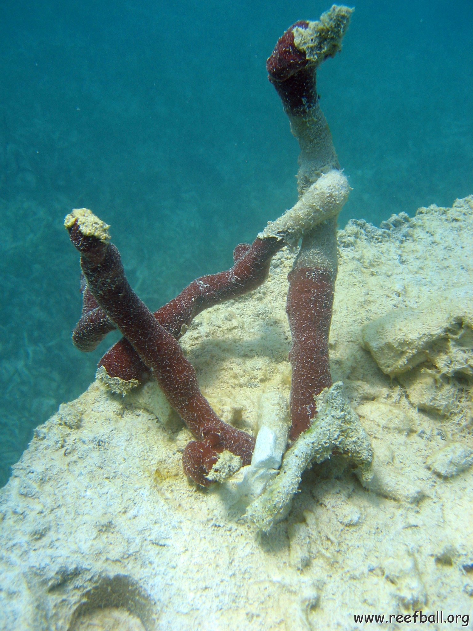 snorkeltrail_041